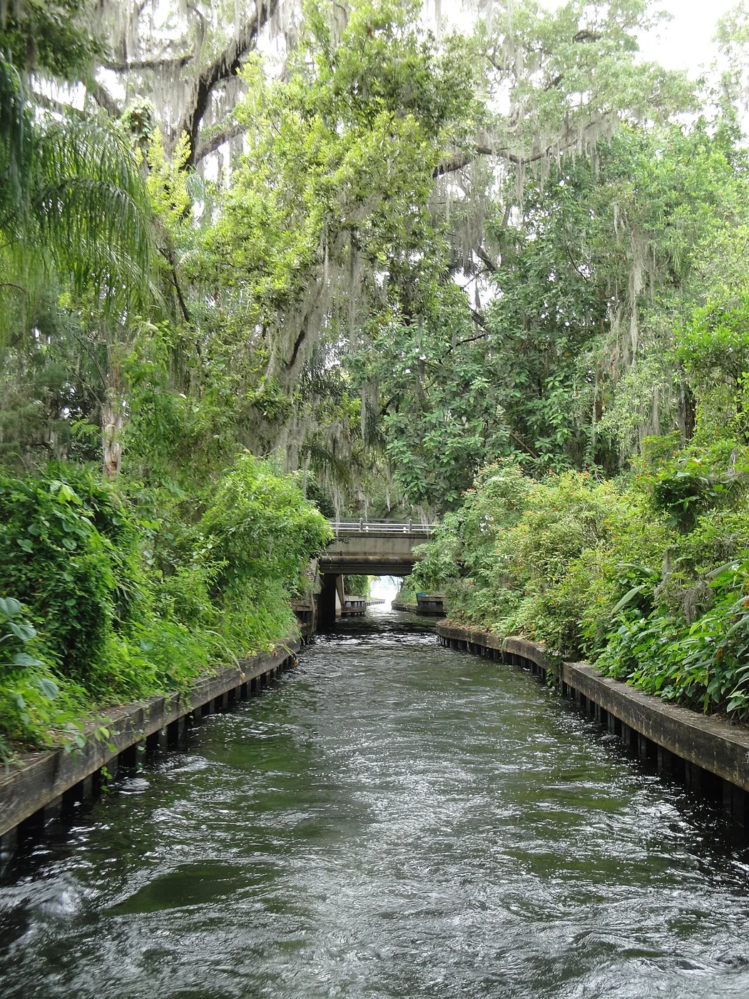 A tree-lined canal in Winter Park